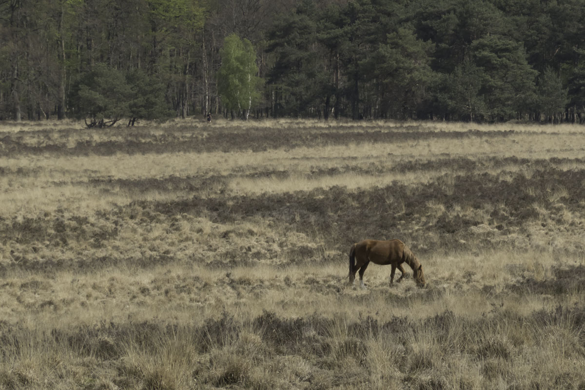 New Forest pony bij Oud Reemst Ede