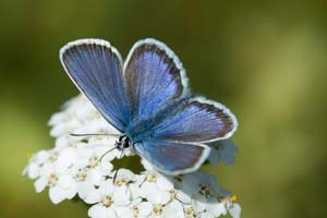 Blauwtjes
