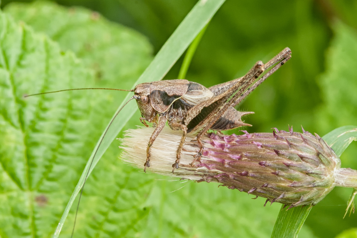 Bramensprinkhaan (m)