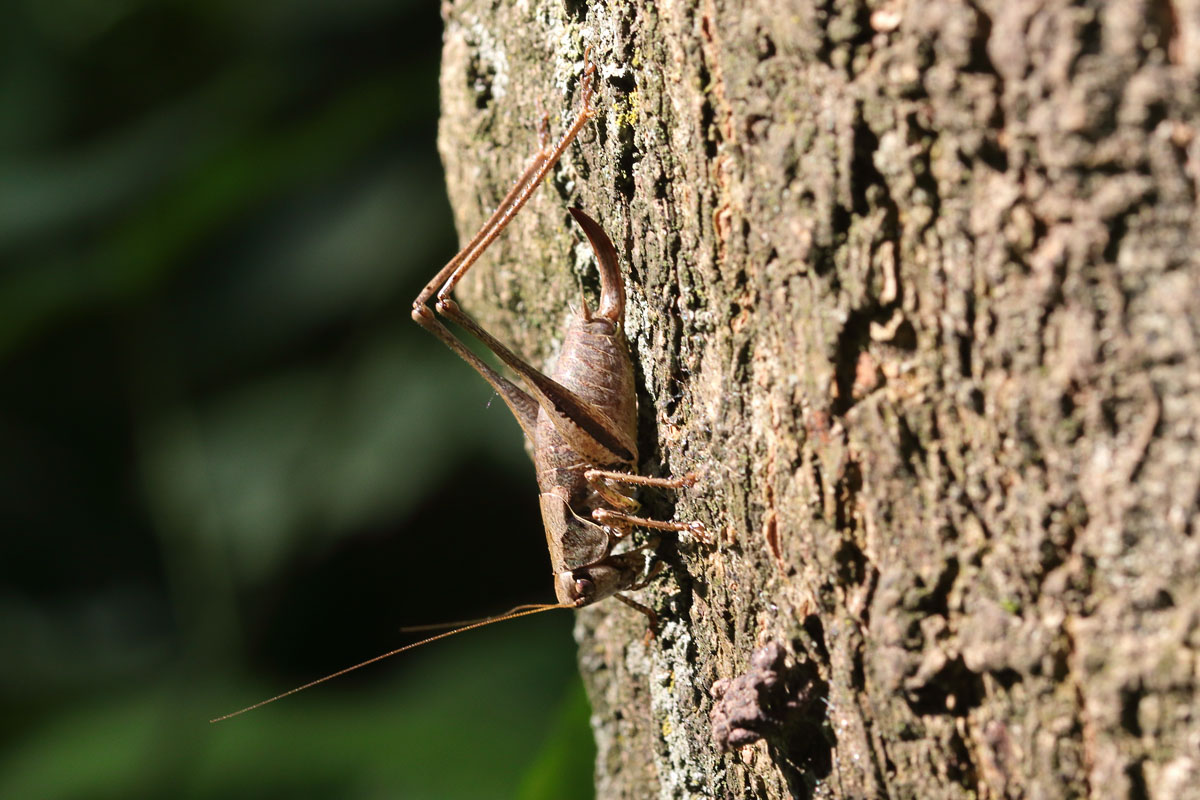 Bramensprinkhaan (v)