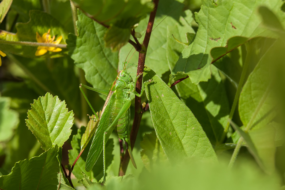 Grote groene sabelsprinkhaan (v)