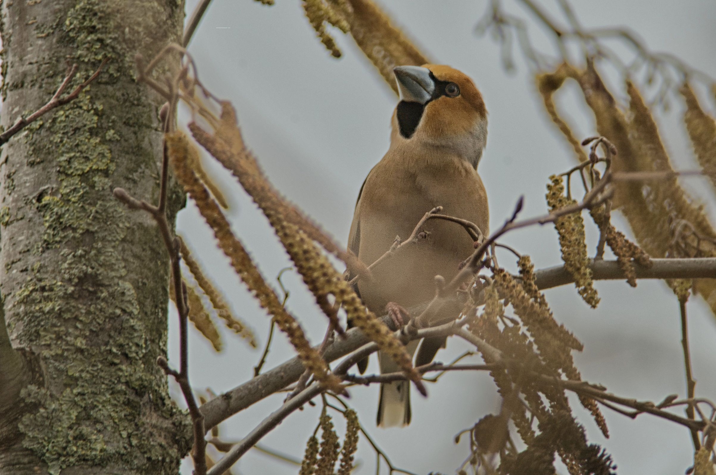 Appelvink