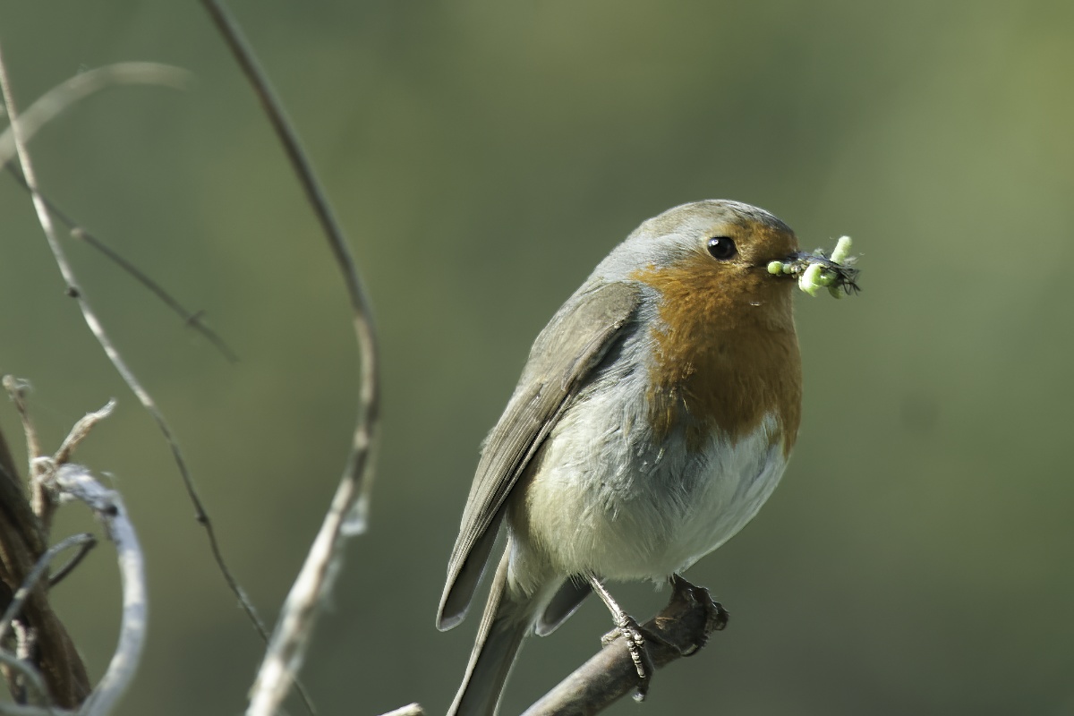 Vogels