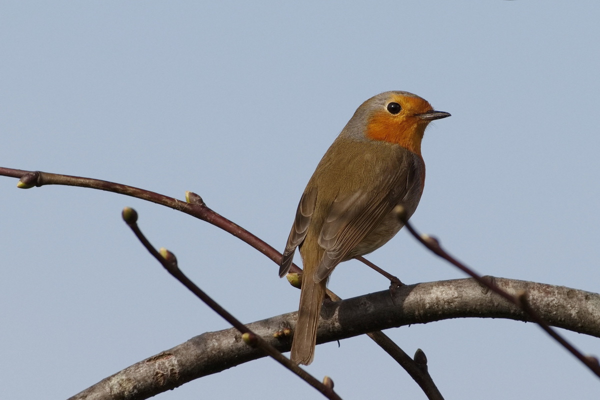 Roodborst