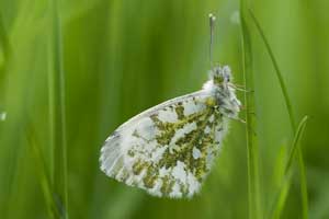 Witjes